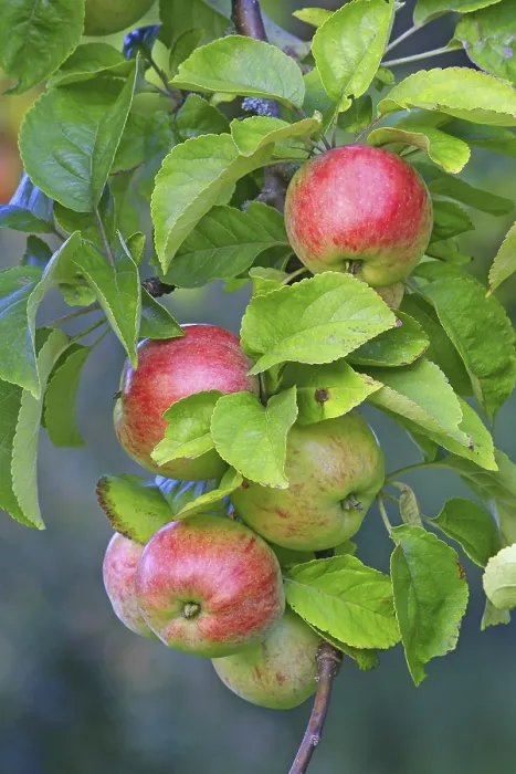 Framed Print : Red Apples Hanging from a Tree Print Framed Print : Red Apples Hanging from a Tree Print