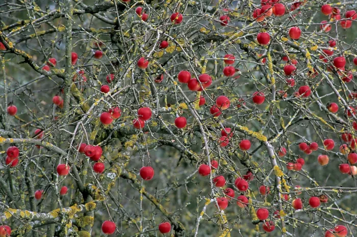 Framed Print : Red Apples on the Tree in Winter Print Framed Print : Red Apples on the Tree in Winter Print