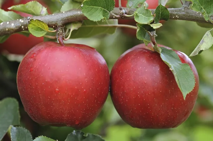 Framed Print : Two Red Apples on a Twig Print Framed Print : Two Red Apples on a Twig Print
