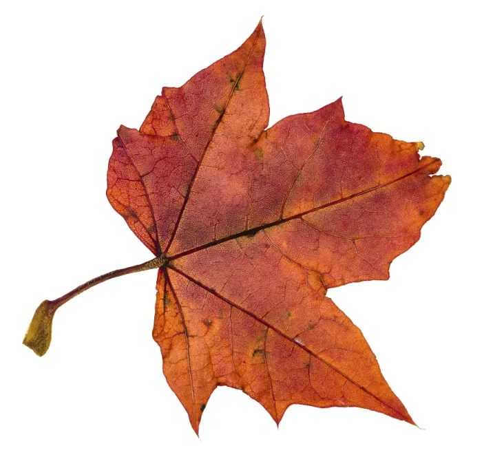Framed Print : Red Maple Leaf Print - Back Side Isolated