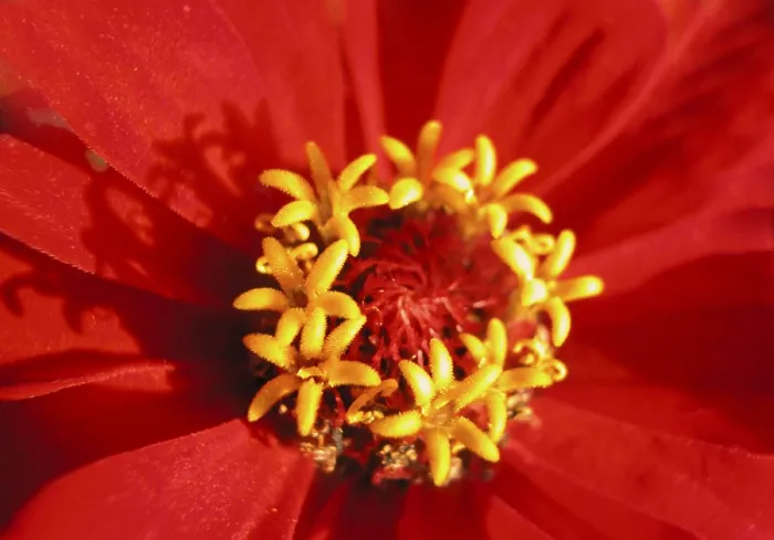 Framed Print : Red Bloom Print - Vibrant Floral Image Framed Print : Red Bloom Print - Vibrant Floral Image