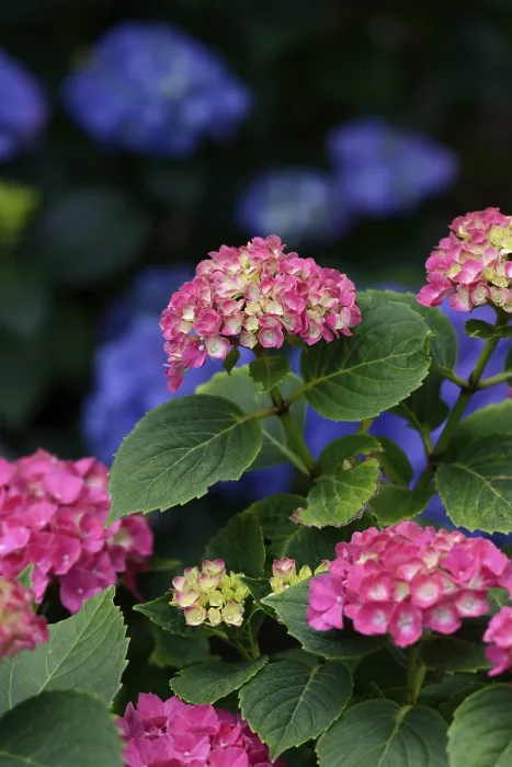 Framed Print : Red and Blue Hydrangeas Print (Hydrangea macrophylla) Framed Print : Red and Blue Hydrangeas Print (Hydrangea macrophylla)