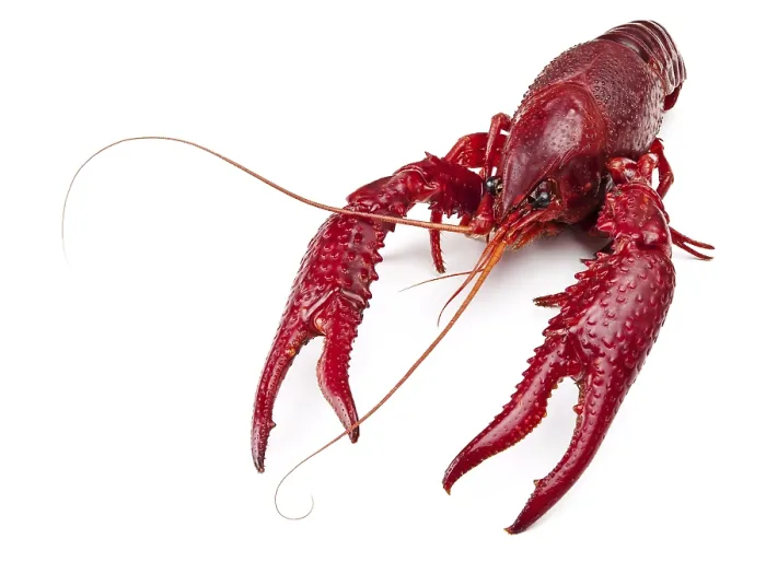 Framed Print : Red Boiled Crawfish Print on White Background Framed Print : Red Boiled Crawfish Print on White Background