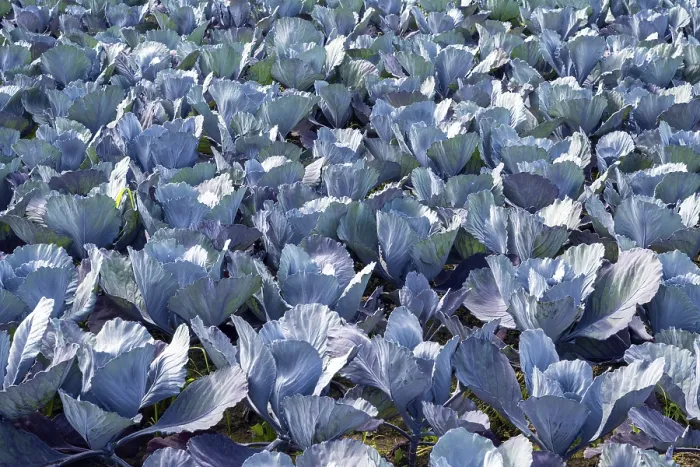 Framed Print : Red Cabbage Print, Hegau Field Scene Framed Print : Red Cabbage Print, Hegau Field Scene
