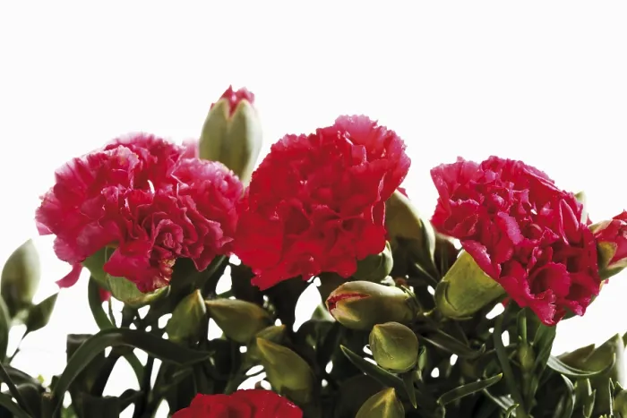 Framed Print : Red Carnations Print - ImageBROKER Framed Print : Red Carnations Print - ImageBROKER
