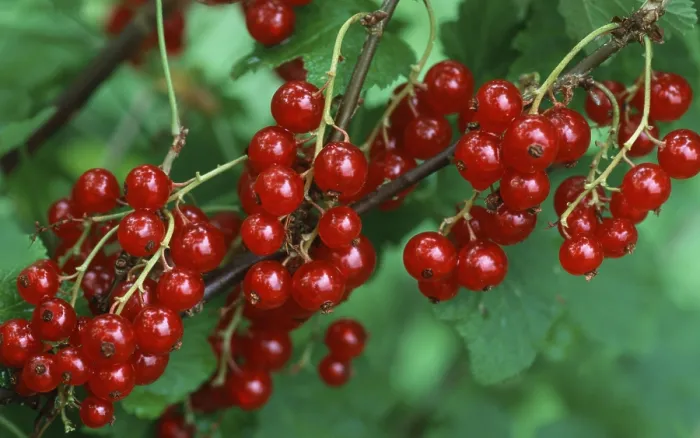 Framed Print : Red Currant Berries Print / Ribes rubrum Framed Print : Red Currant Berries Print / Ribes rubrum