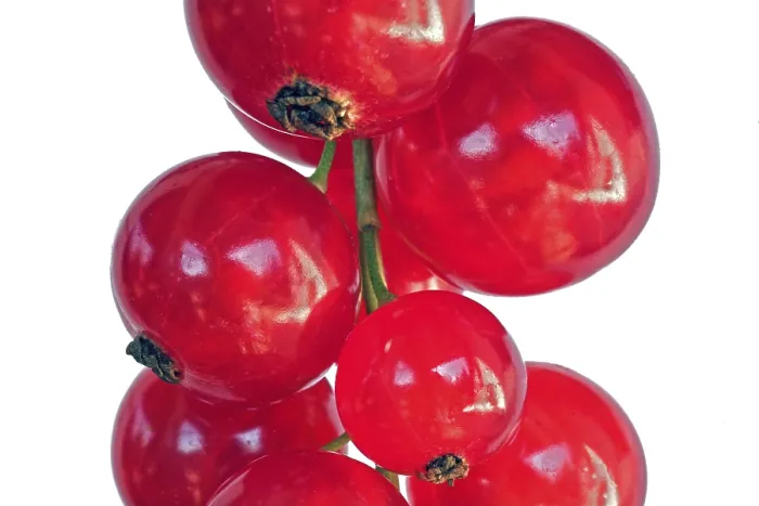 Framed Print : Red Currant Macro Print Framed Print : Red Currant Macro Print