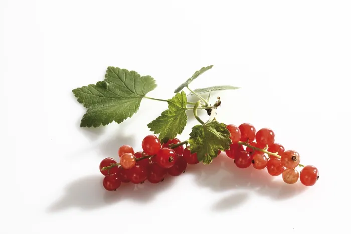 Framed Print : Red Currant Panicles Print Framed Print : Red Currant Panicles Print