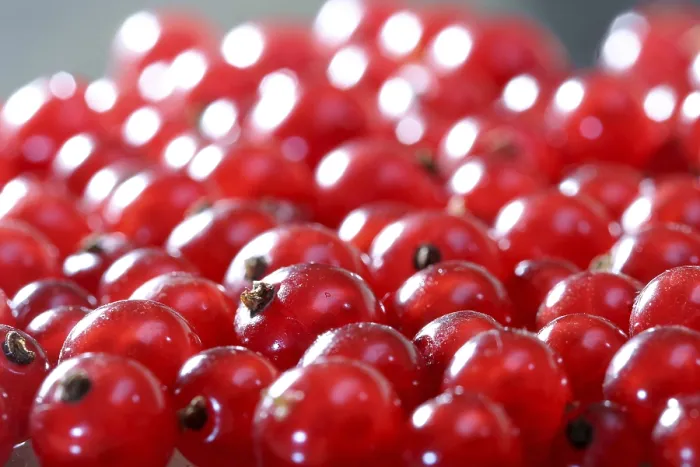 Framed Print : Red Currants Print - Fresh Fruit on Bush