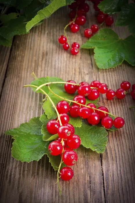 Framed Print : Red Currants Print Framed Print : Red Currants Print