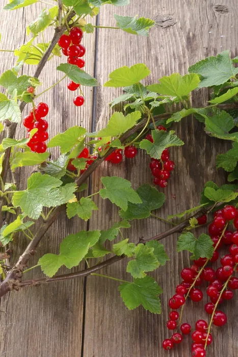 Framed Print : Red Currants Print Framed Print : Red Currants Print