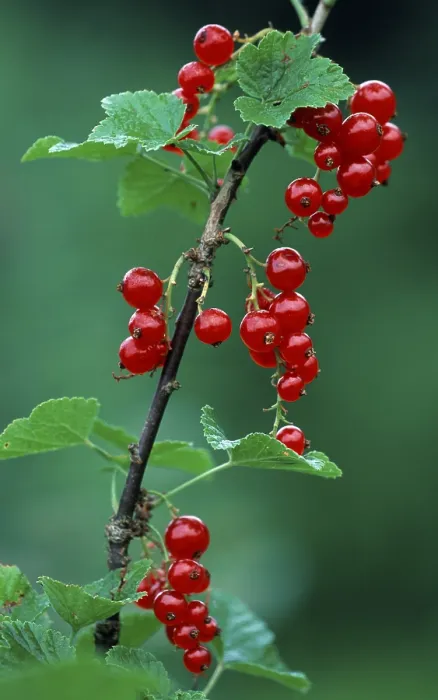 Framed Print : Red Currants Print (Ribes rubrum) Framed Print : Red Currants Print (Ribes rubrum)