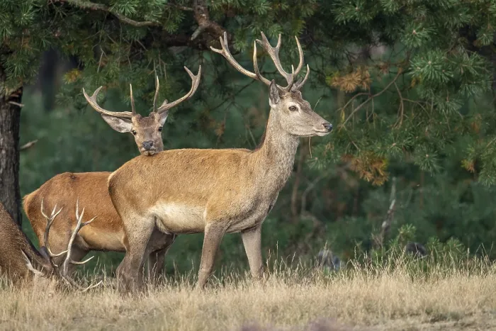 Framed Print : Red Deer Print, Hoenderloo Red deer in Gelderland, Netherlands