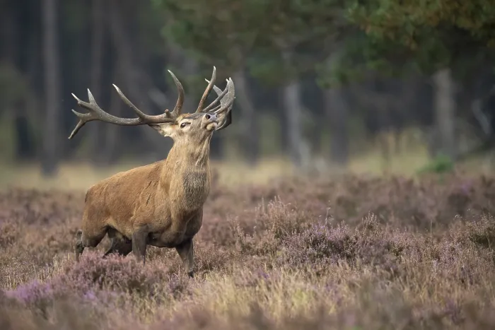 Framed Print : Red Deer Print, Hoenderloo Netherlands