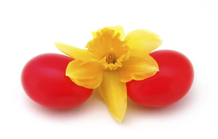 Framed Print : Red Easter Eggs with a Daffodil Print Framed Print : Red Easter Eggs with a Daffodil Print