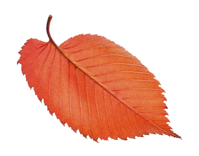Framed Print : Red Elm Leaf Print - Back Side Isolated on White Framed Print : Red Elm Leaf Print - Back Side Isolated on White