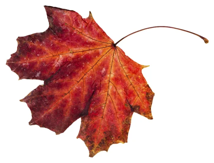 Framed Print : Red Maple Leaf Print Against White Background Framed Print : Red Maple Leaf Print Against White Background