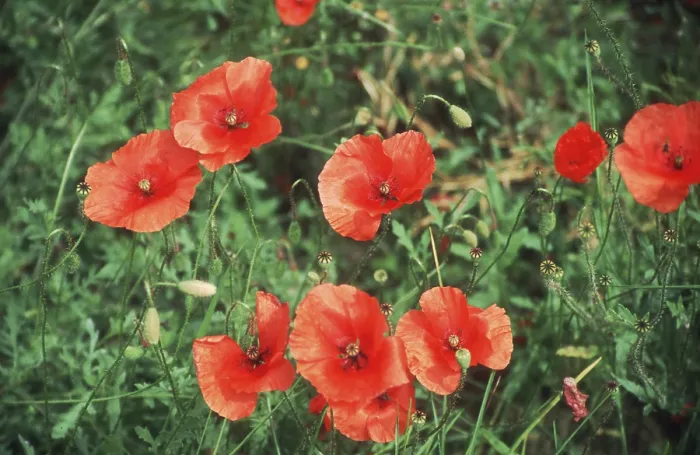 Framed Print : Red Flowers Print - Vibrant Bloom Framed Print : Red Flowers Print - Vibrant Bloom