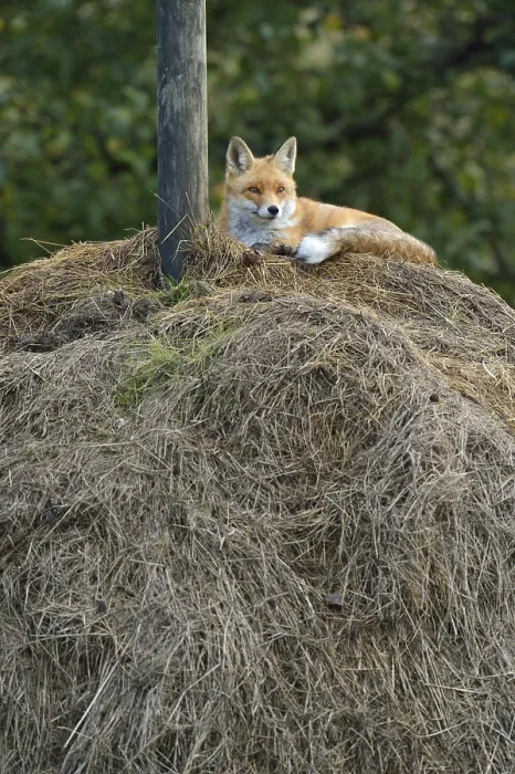 Framed Print : Red Fox Lying on Haystack Print, Canton of Zurich Framed Print : Red Fox Lying on Haystack Print, Canton of Zurich
