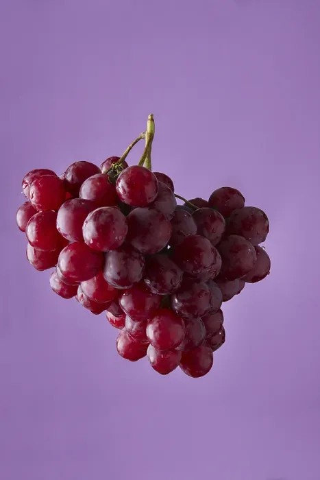 Framed Print : Red Grape Branch Print on Violet Background Framed Print : Red Grape Branch Print on Violet Background