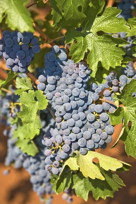 Framed Print : Red Grapes Print by ImageBROKER Framed Print : Red Grapes Print by ImageBROKER