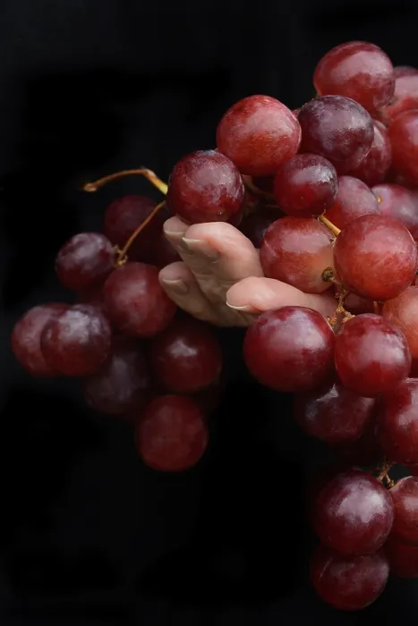 Framed Print : Red Grapes in Hand Print Framed Print : Red Grapes in Hand Print