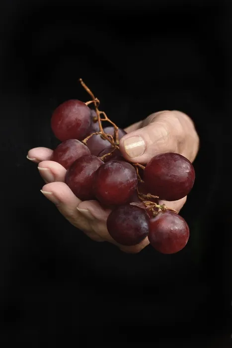 Framed Print : Red Grapes in Hand Print Framed Print : Red Grapes in Hand Print