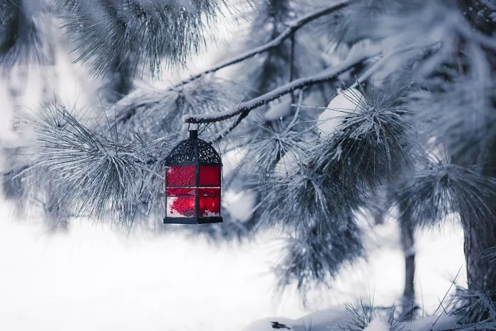Framed Print : Red Lantern on the Snowy Tree Print Framed Print : Red Lantern on the Snowy Tree Print