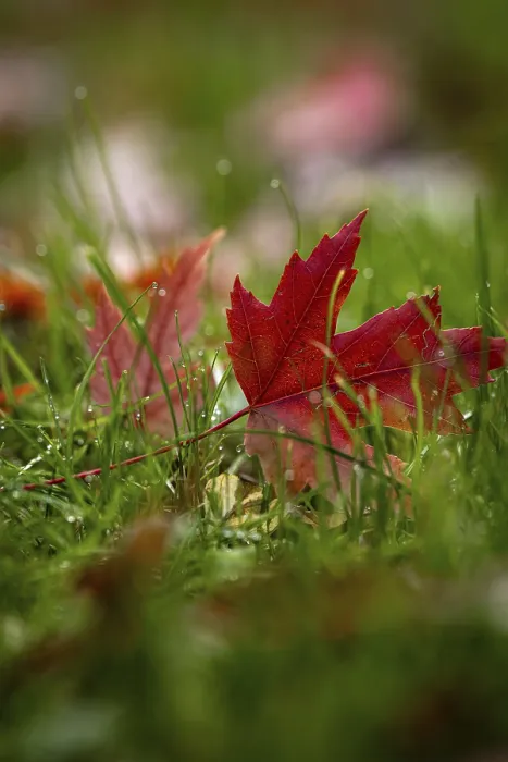 Framed Print : Red Maple Leaf Print in Autumn, Black Forest, Germany Framed Print : Red Maple Leaf Print in Autumn, Black Forest, Germany