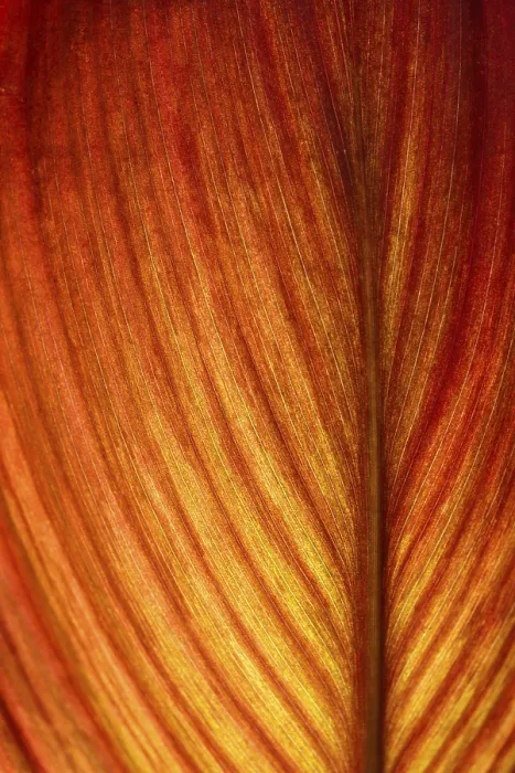 Framed Print : Red-Orange Leaf Print in Backlight Detail Framed Print : Red-Orange Leaf Print in Backlight Detail
