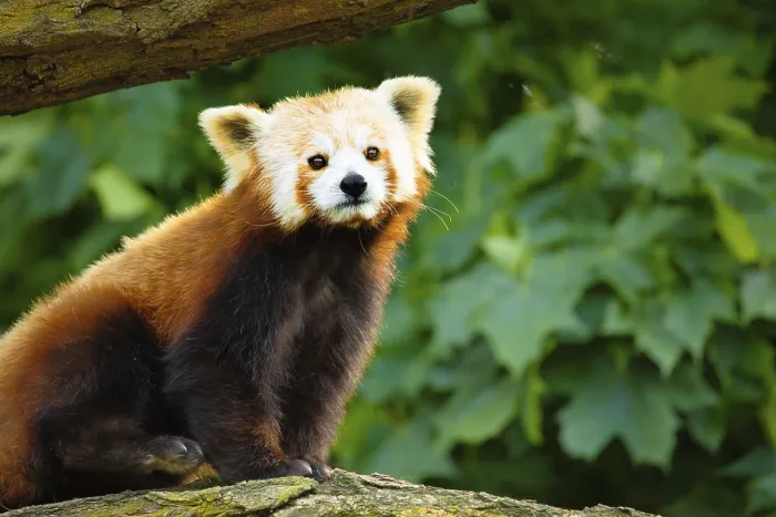 Framed Print : Red Panda Print - Berlin Zoo Framed Print : Red Panda Print - Berlin Zoo