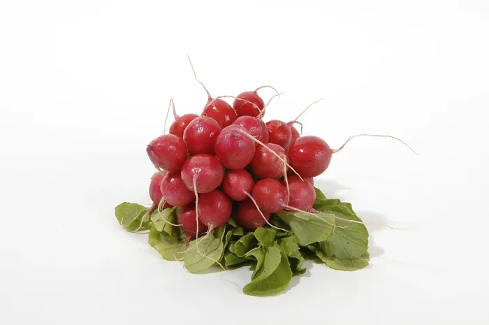 Framed Print : Red Radish Print Framed Print : Red Radish Print