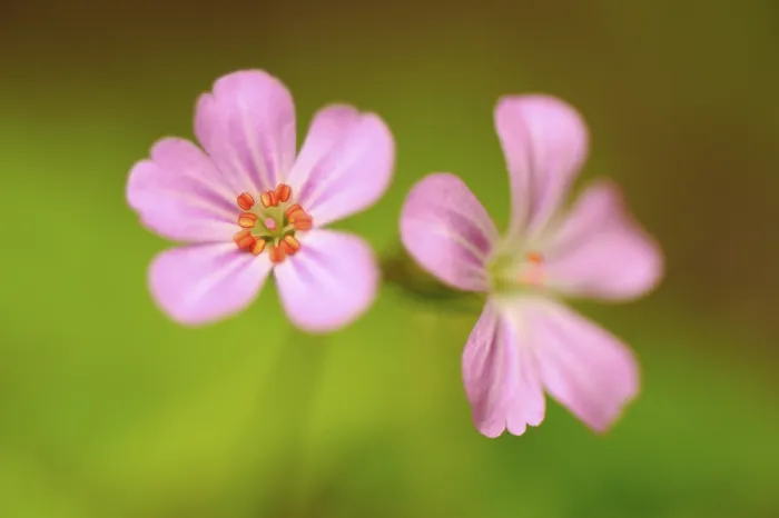 Framed Print : Red Robin (Geranium robertianum) Print Framed Print : Red Robin (Geranium robertianum) Print
