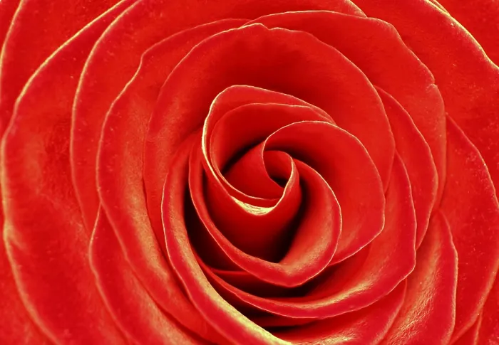 Framed Print : Red Rose Print by ImageBROKER Framed Print : Red Rose Print by ImageBROKER