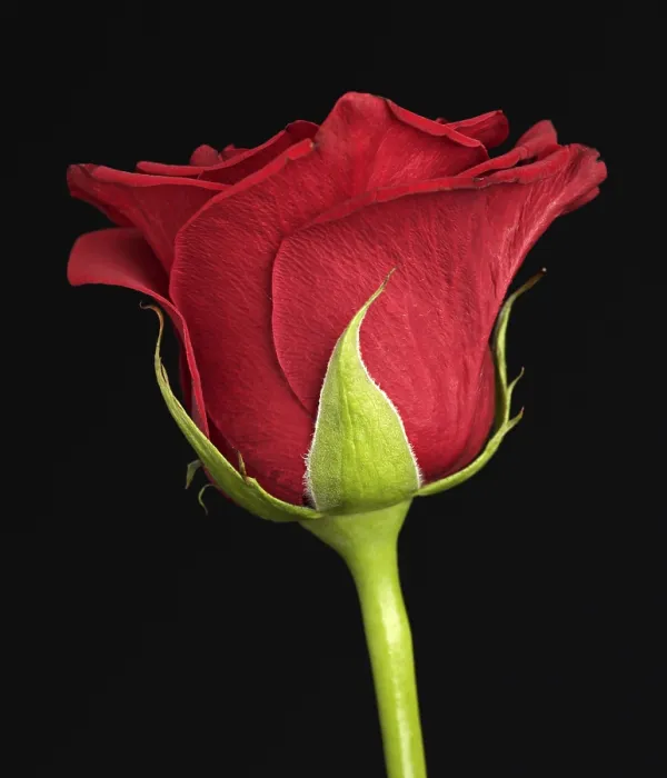 Framed Print : Print of Red Rose from imageBROKER Framed Print : Print of Red Rose from imageBROKER