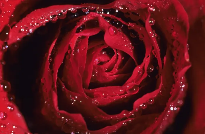 Framed Print : Red Rose Print - ImageBROKER Framed Print : Red Rose Print - ImageBROKER