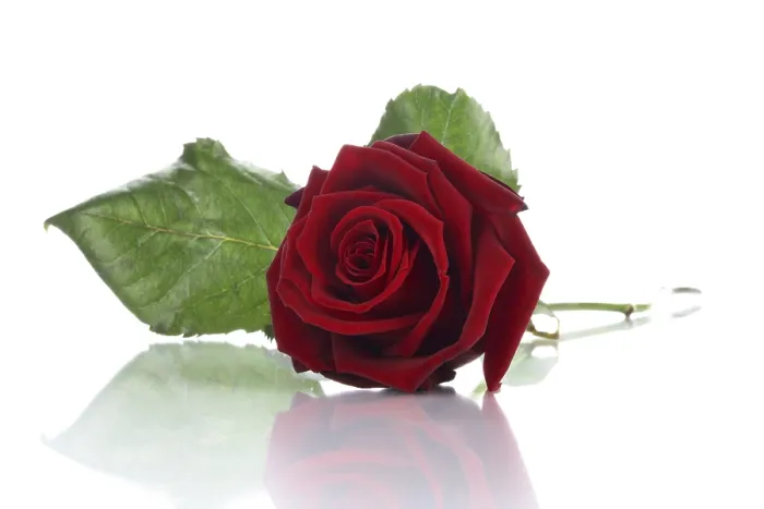 Framed Print : Red Rose Print - A Vibrant Floral Composition Framed Print : Red Rose Print - A Vibrant Floral Composition