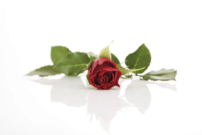 Framed Print : Red Rose Print - A Vibrant Floral Image