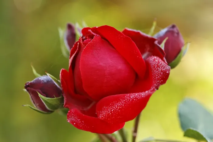 Framed Print : A Red Rose Covered with Dew Print Framed Print : A Red Rose Covered with Dew Print