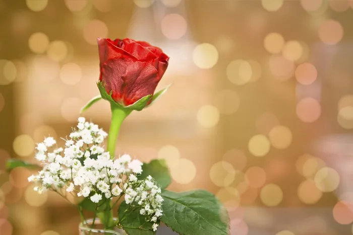 Framed Print : A Red Rose in Bokeh Background Print Framed Print : A Red Rose in Bokeh Background Print