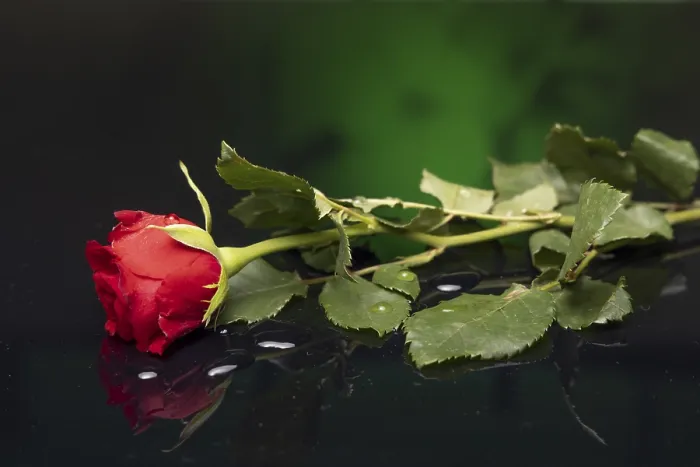 Framed Print : Red Rose Print with Reflection and Green Background Framed Print : Red Rose Print with Reflection and Green Background