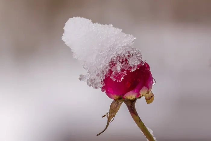 Framed Print : Red Rose in Snow Print Framed Print : Red Rose in Snow Print