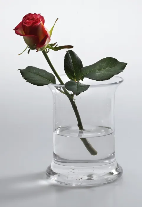 Framed Print : Red Rose in a Vase Print Framed Print : Red Rose in a Vase Print