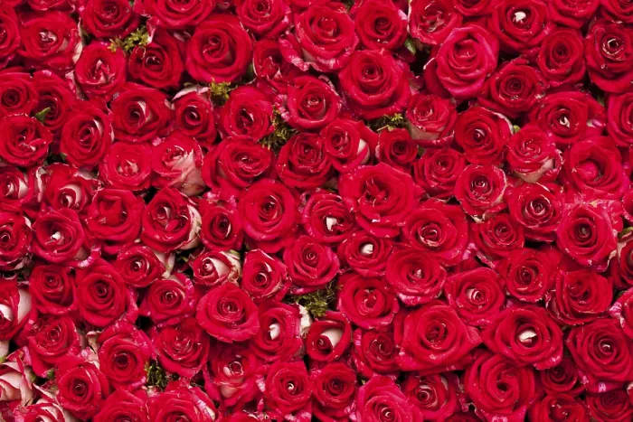 Framed Print : Red Roses Background Print for Wedding Design Framed Print : Red Roses Background Print for Wedding Design