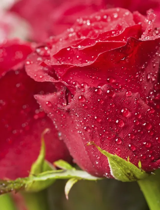 Framed Print : Red Rouse Print by ImageBROKER