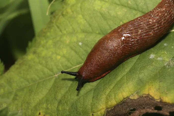 Framed Print : Red Slug on Leaf Print Framed Print : Red Slug on Leaf Print