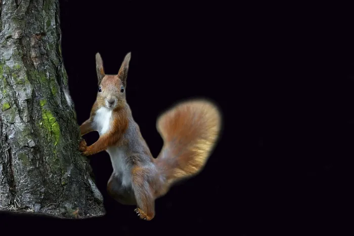 Framed Print : Red Squirrel Print on Black Background
