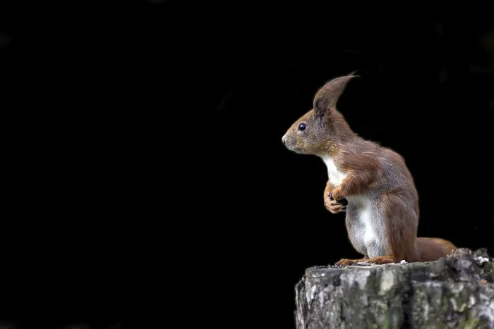 Framed Print : Red Squirrel Print on Black Background