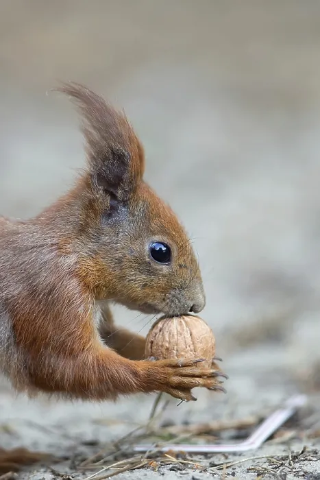 Framed Print : Red Squirrel in the Forest Print Framed Print : Red Squirrel in the Forest Print