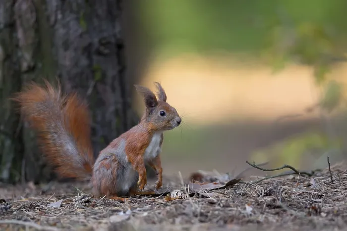 Framed Print : Red Squirrel in the Forest Print Framed Print : Red Squirrel in the Forest Print